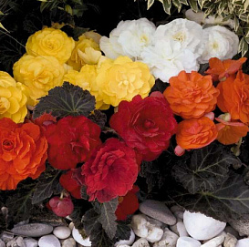 Бегония клубневая 'Нонстоп' (микс)