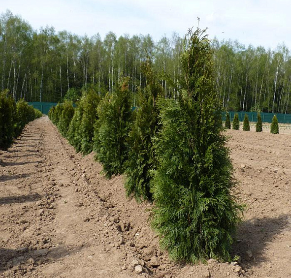 Туя западная 'Брабант'