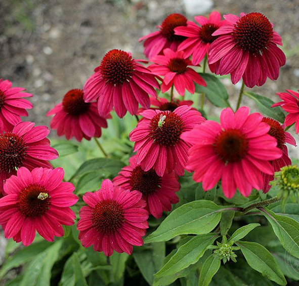 Эхинацея пурпурная 'Бая Бургунди'