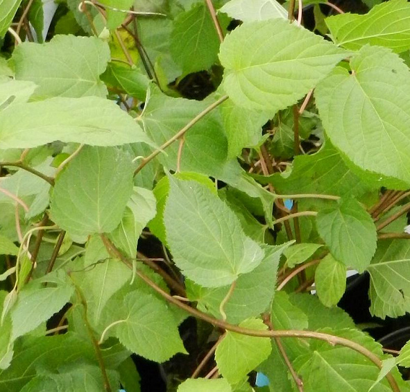 Актинидия Коломикта 'Королева сада'