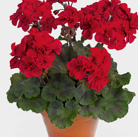 Пеларгония зональная махровая 'Абелина' (темно-красная, темный лист)