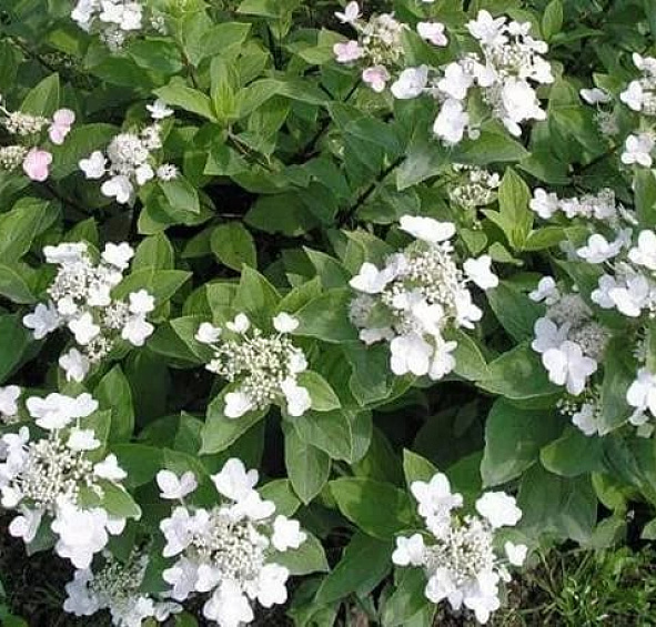 Гортензия метельчатая 'Дартс Литл Дот'