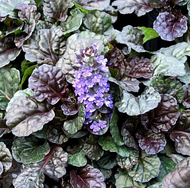 Живучка ползучая 'Блэк Скэллоп'