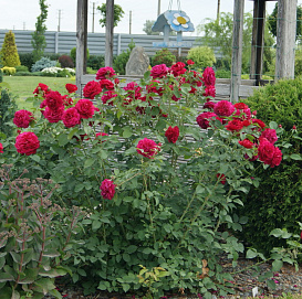 Роза 'Дарси Басселл' (парковая) (малиновая)