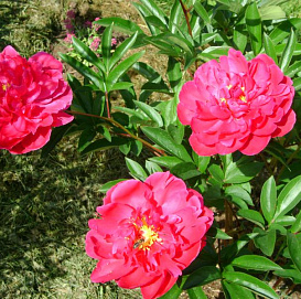 Пион молочноцветковый 'Генерал Макмагон' (темно малиновый)