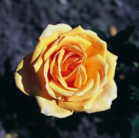 Роза 'Валенсия' (чайно-гибридная) (темно желтая)