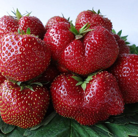 Земляника (клубника) 'Вима Тарда'