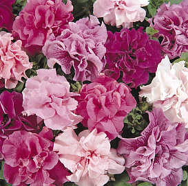 Петуния (сурфиния) гибридная 'Дабл Каскад' (смесь махровых)