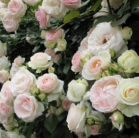 Роза 'Пале Руаяль' (плетистая) (бело-кремовая с зеленоватым оттенком)