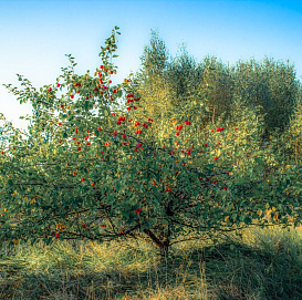 Яблоня лесная (декоративная)
