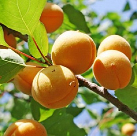 Абрикос 'Лель'