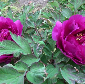 Пион древовидный (черный дракон) 'Ву Лонг Пенг' (фиолетовый)