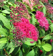 Спирея японская 'Дартс Ред'