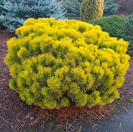 Сосна горная 'Карстенс Винтерголд'