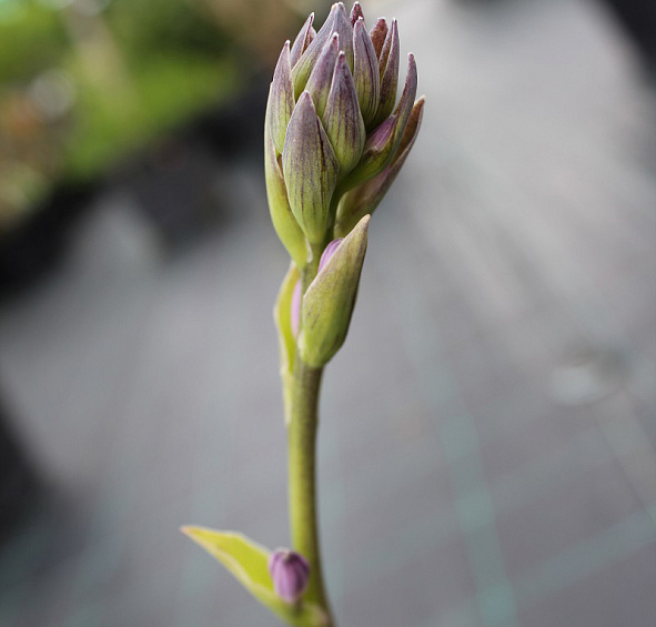 Хоста Зибольда