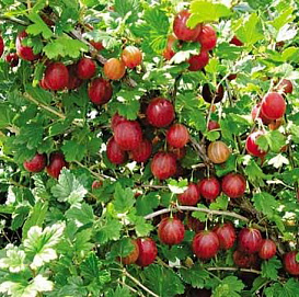 Крыжовник 'Русский розовый'