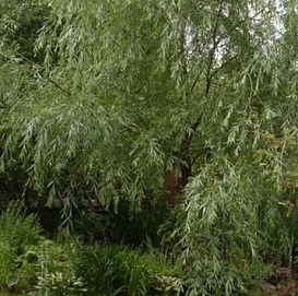 Ива 'Шатер 1'