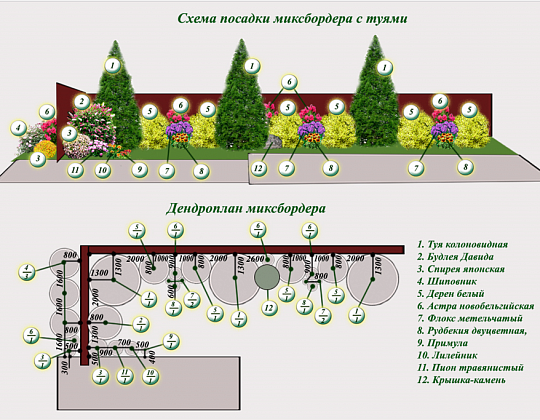 Елена Буренина – проект «Разноцветный уютный мир» – садовый центр «Южный» Миксбордер с туями