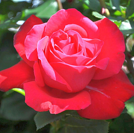 Роза 'Дам де Кер' (чайно - гибридная) (вишнево - красная)