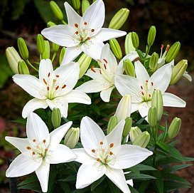 Лилия 'Белем' (белая)