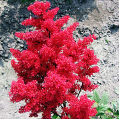 Астильба японская 'Ред Сентинел' (красная)