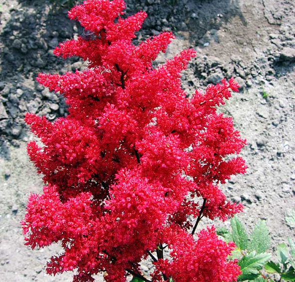 Астильба японская 'Ред Сентинел' (красная)
