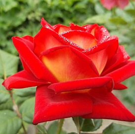 Роза 'Монте Карло Каунтри Клаб' (чайно - гибридная) (красно - оранжевая)