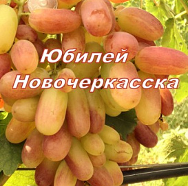 Виноград 'Юбилей Новочеркасска'