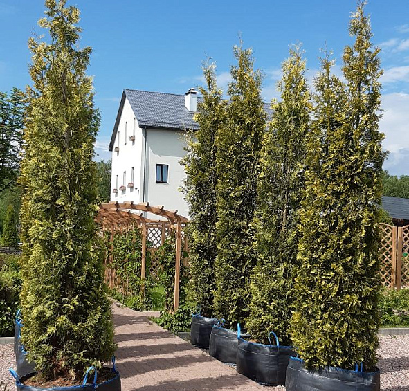 Туя западная 'Еллоу Риббон'