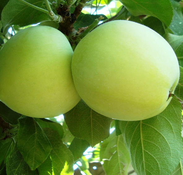 Яблоня домашняя 'Белый Налив'