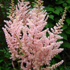 Астильба Арендса 'Кримхильда' (кремово розовый)