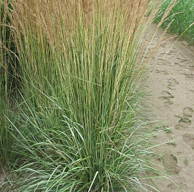 Вейник остроцветковый 'Аваланш'