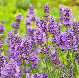 Лаванда Лаванда узколистная 'Эссенс Перпл'