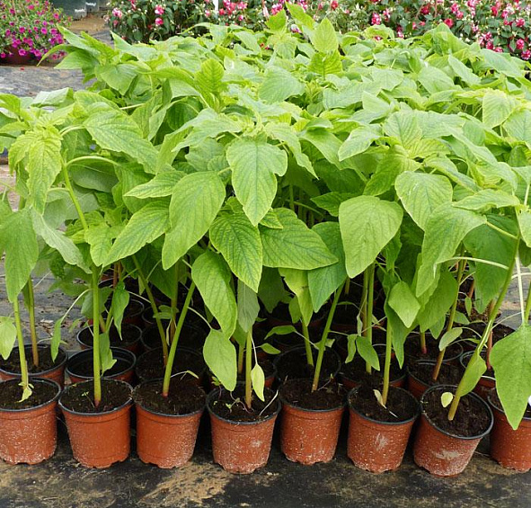 Амарант Хвостатый Граншванз