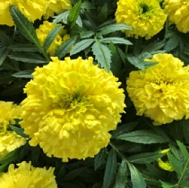 Тагетес (бархатцы) прямостоячий 'Антигуа Йеллоу' (лимонный)
