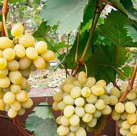 Виноград белый неукрывной