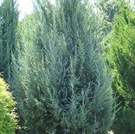 Можжевельник скальный 'Блу Хэвен'