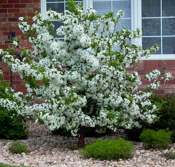 Яблоня декоративная Саржента