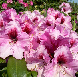 Рододендрон гибридный 'Орнамент' (лилово-розовый)