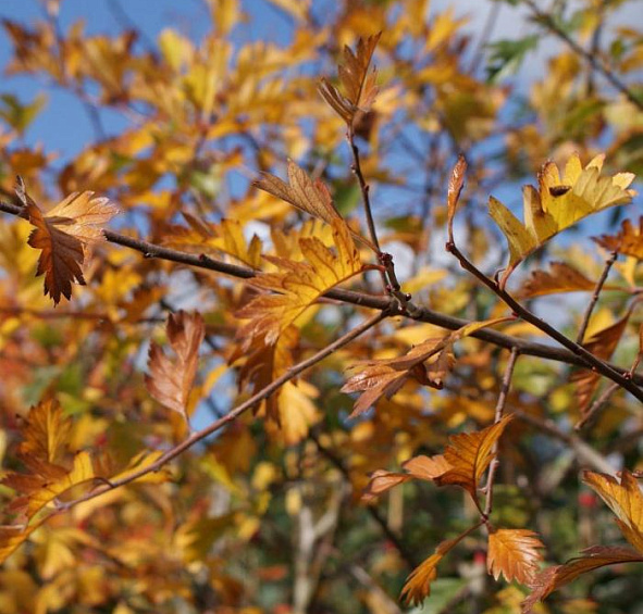 Боярышник Арнольда