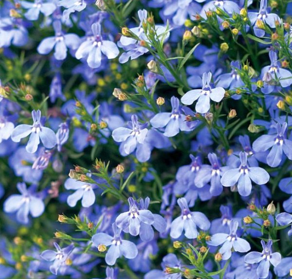 Лобелия Ривьера Скай Блу