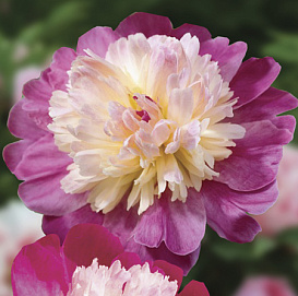 Пион молочноцветковый 'Гай Пари' (розовый с белым)