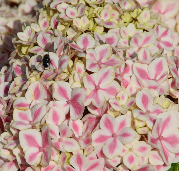 Гортензия крупнолистная 'Форевер энд Эвер Пепперминт'