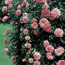 Роза 'Поль Ноэль' (плетистая рамблер) (розово - кораловая)