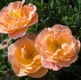 Роза 'Седана' (почвопокровная) (персиковая)