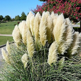 Кортадерия Селлона (пампасная трава) (белая)