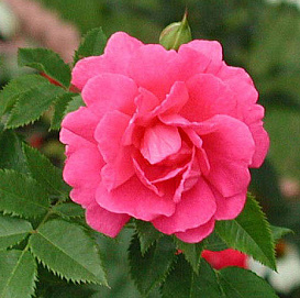 Роза 'Фронтенак' (парковая)