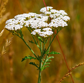 Тысячелистник обыкновенный (парковый)