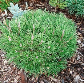 Сосна горная 'Троя'