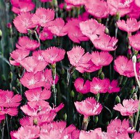 Гвоздика альпийская 'Pозе Стар' (розовая)